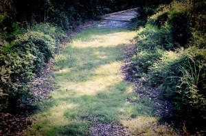 A Soft Walk